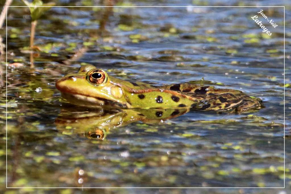 Grenouille verte Rana esculenta Vy-lès-Filain Haute-Saône Photographie Jean-Noël Latroyes www.filain-nature.fr