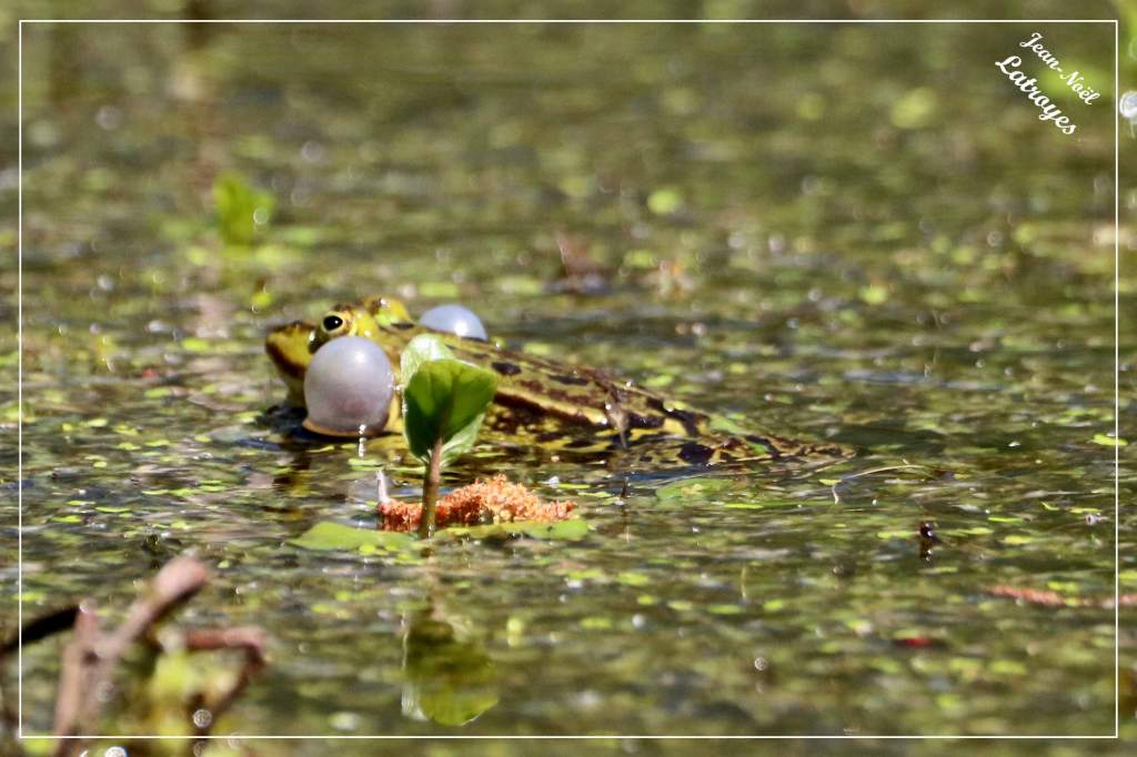 Mâle Grenouille verte Rana esculenta sacs vocaux gonflés Vy-lès-Filain Haute-Saône Photographie Jean-Noël Latroyes www.filain-nature.fr