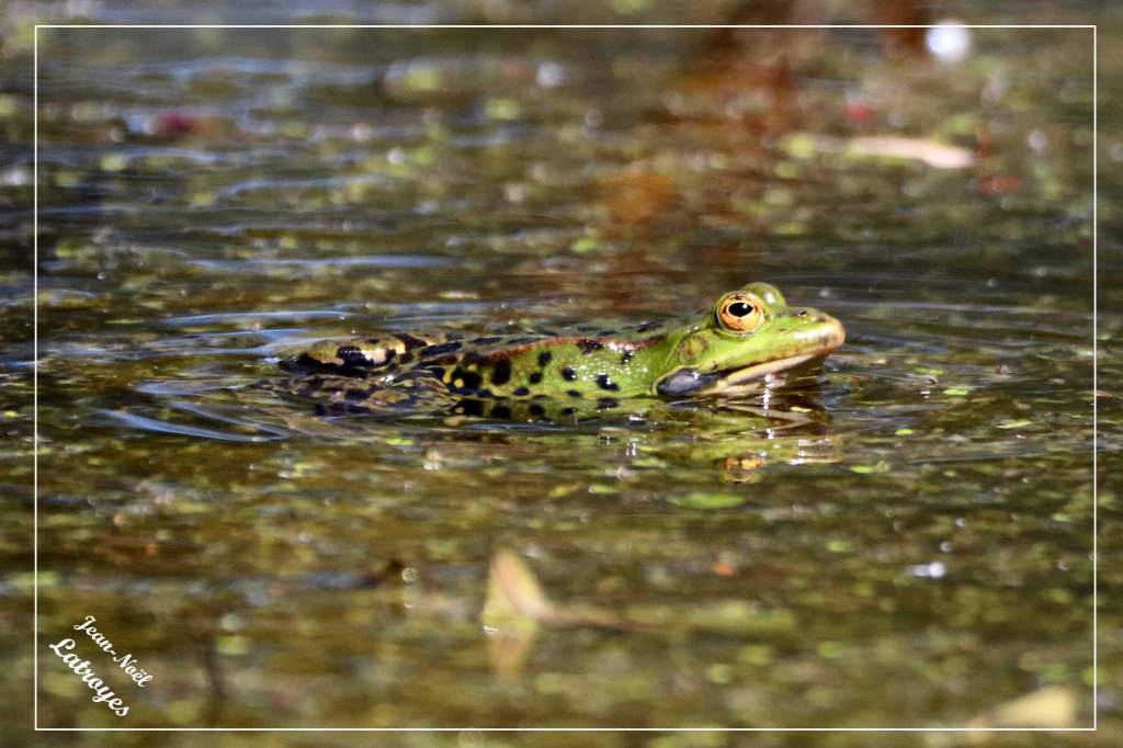 Mâle Grenouille verte Rana esculenta sacs vocaux en cours de gonflage Vy-lès-Filain Haute-Saône Photographie Jean-Noël Latroyes www.filain-nature.fr