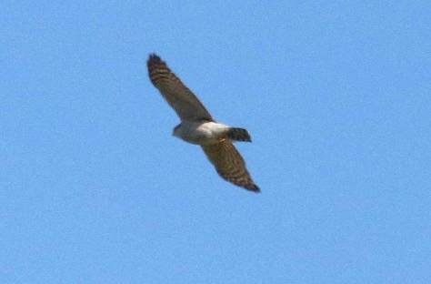 Épervier d'Europe Accipiter nisus en vol - Filain (Haute-Saône) - avril 2022 - Photographie Jean-Noël Latroyes- www.filain-nature.fr
