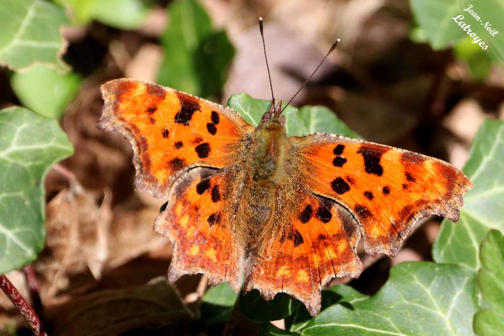 Robert-le-Diable - ailes dépliées  sur lierre- Polygonia c-album - Filain (Haute-Saône) - Septembre 2021 -
Photographie Jean-Noël Latroyes - www.filain-nature.fr