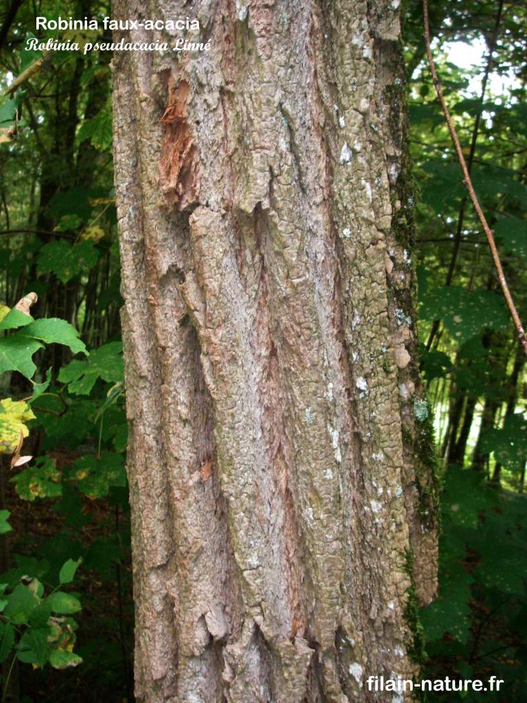 Tronc Arbre Robinier faux-acacia Robinia pseudacacia Linné photographie Jean-Noël Latroyes Filain Haute-Saône www.filain-nature.fr