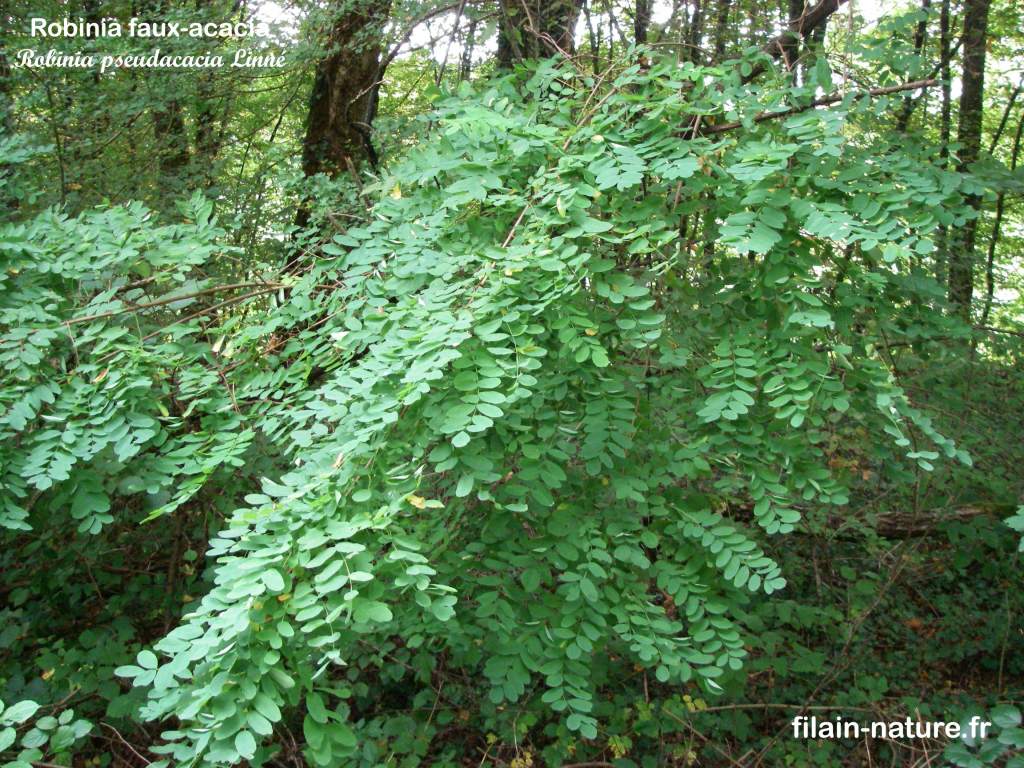 Feuillage Arbre Robinier faux-acacia Robinia pseudacacia Linné photographie Jean-Noël Latroyes Filain Haute-Saône www.filain-nature.fr