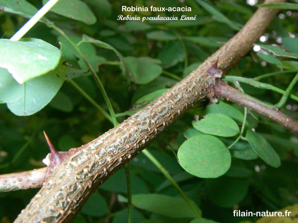 Branche épine Arbre Robinier faux-acacia Robinia pseudacacia Linné photographie Jean-Noël Latroyes Filain Haute-Saône www.filain-nature.fr