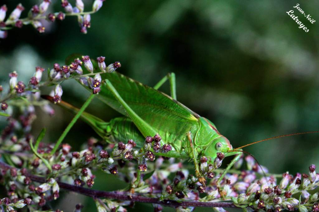Sauterelle s.p. - Filain (Haute-Saône) - juillet 2018 - Photographie Jean-Noël Latroyes - www.filain-nature.fr