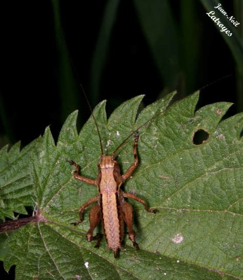 Sauterelle Decticelle cendrée - Pholidoptera griseo sur ortie (Urtica dioica) - Filain (Haute-Saône) - 26 mai 2015 - Photographie Jean-Noël Latroyes - www.filain-nature.fr