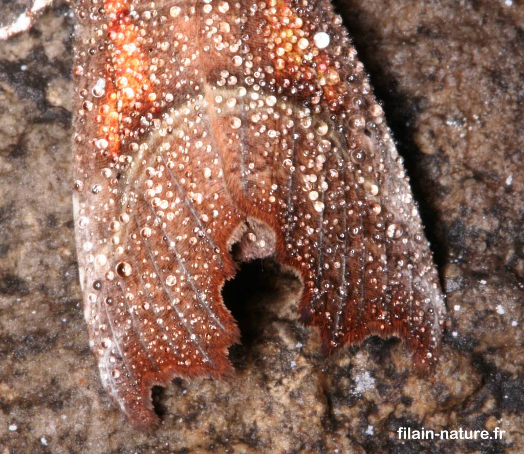 La découpure - Scoliopteryx libatrix Linné - Détails -  recouverte de gouttelettes de condensation - grotte du Pré Jean d'Achey - Filain (Haute-Saône)  - Photographie Jean-Noël Latroyes - www.filain-nature.fr