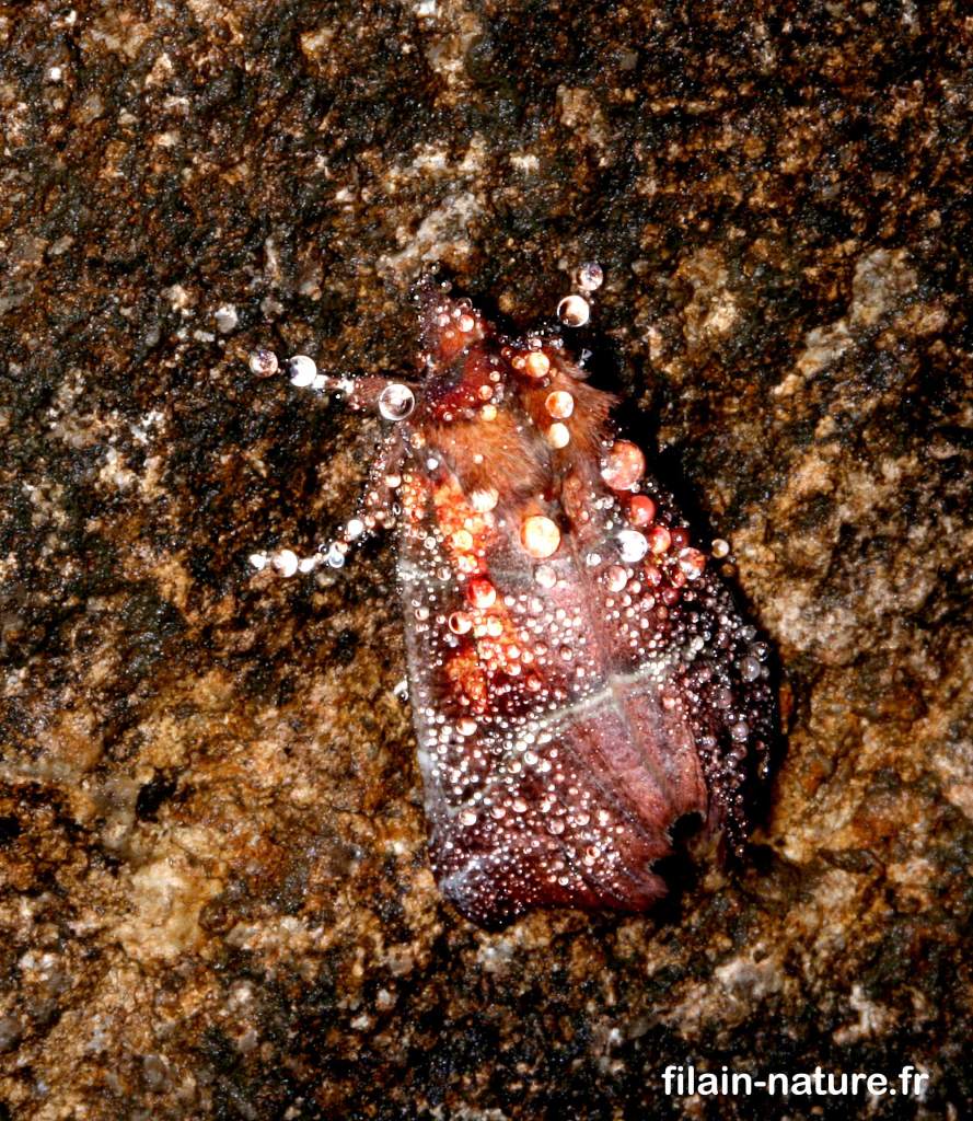 La découpure - Scoliopteryx libatrix Linné - recouverte de gouttelettes de condensation - grotte du Pré Jean d'Achey - Filain (Haute-Saône)  - Photographie Jean-Noël Latroyes - www.filain-nature.fr