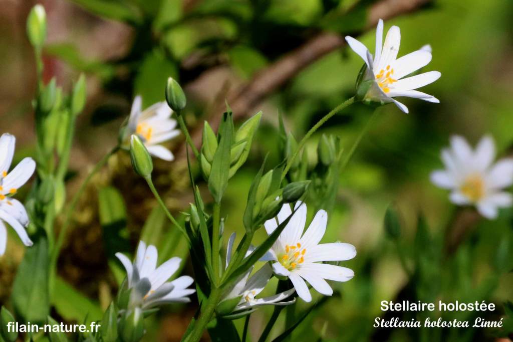 Stellaire holostée - Stellaria holostea Linné - Filain (Haute-Saône) Photographie Jean-Noël Latroyes www.filain-nature.fr