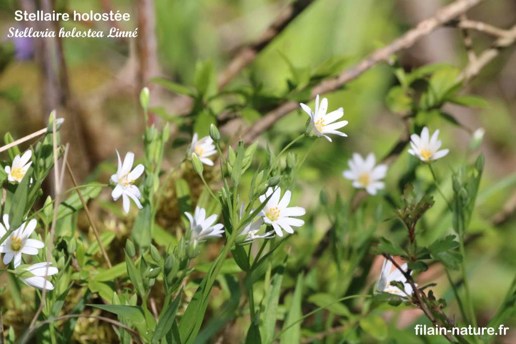 Stellaire holostée - Stellaria holostea Linné - Filain (Haute-Saône) Photographie Jean-Noël Latroyes www.filain-nature.fr