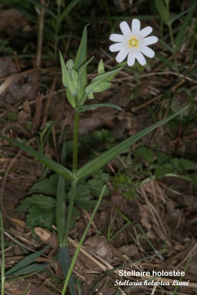 Stellaire holostée - Stellaria holostea Linné - Filain (Haute-Saône) Photographie Jean-Noël Latroyes www.filain-nature.fr