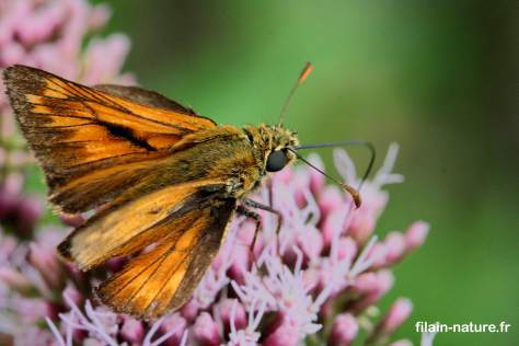 Sylvaine - Ochlodes venatus - Filain (Haute-Saône) - Photographie Jean-Noël Latroyes - www.filain-nature.fr