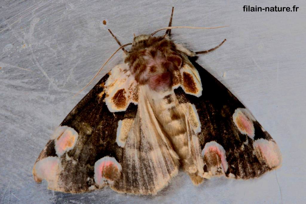 Thyatira bâtis (Linnaeus) - Le Bâtis - Filain (Haute-Saône) - 04 août 2007 vers 23 h 30 - Photographie Jean-Noël Latroyes - www.filain-nature.fr