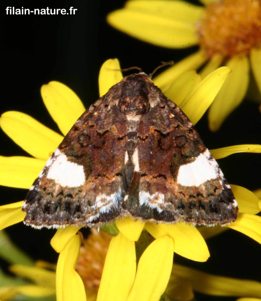 La Funèbre, La noctuelle en deuil, Tyta luctuosa - Filain (Haute-Saône) - Avril 2022 - Photographie Jean-Noël Latroyes - www.filain-nature.fr