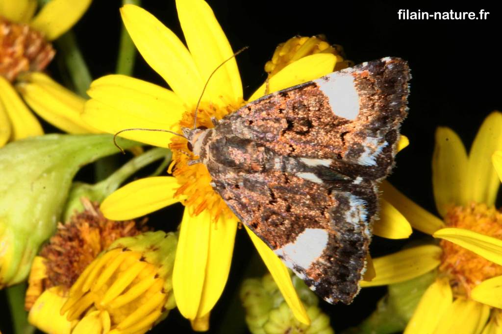 La Funèbre, La noctuelle en deuil, Tyta luctuosa - Filain (Haute-Saône) - Avril 2022 - Photographie Jean-Noël Latroyes - www.filain-nature.fr