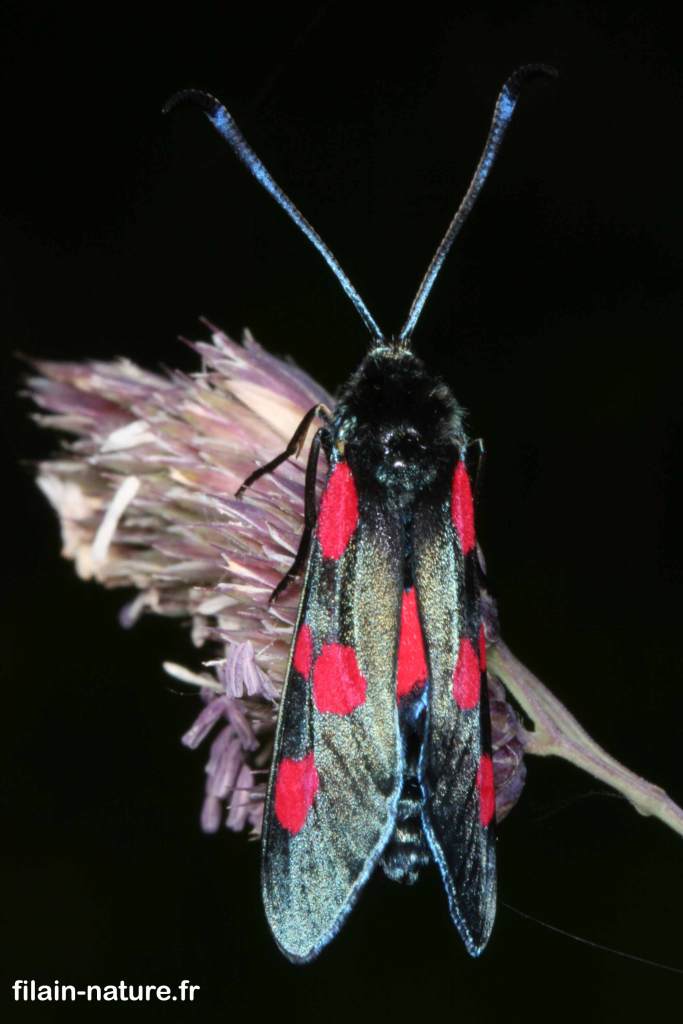 Zygaene trifolii - Zygène du trèfle - 3 Juin 2007 - 19 h 30 - Filain (Haute-Saône) - Photographie Jean-Noël Latroyes - www.filain-nature.fr