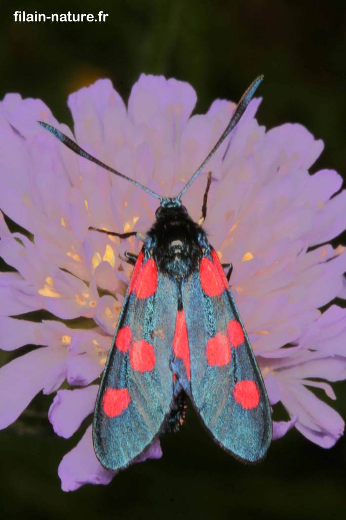 Zygaene trifolii - Zygène du trèfle sur centaurée - 3 Juin 2007 - 19 h 30 - Filain (Haute-Saône) - Photographie Jean-Noël Latroyes - www.filain-nature.fr