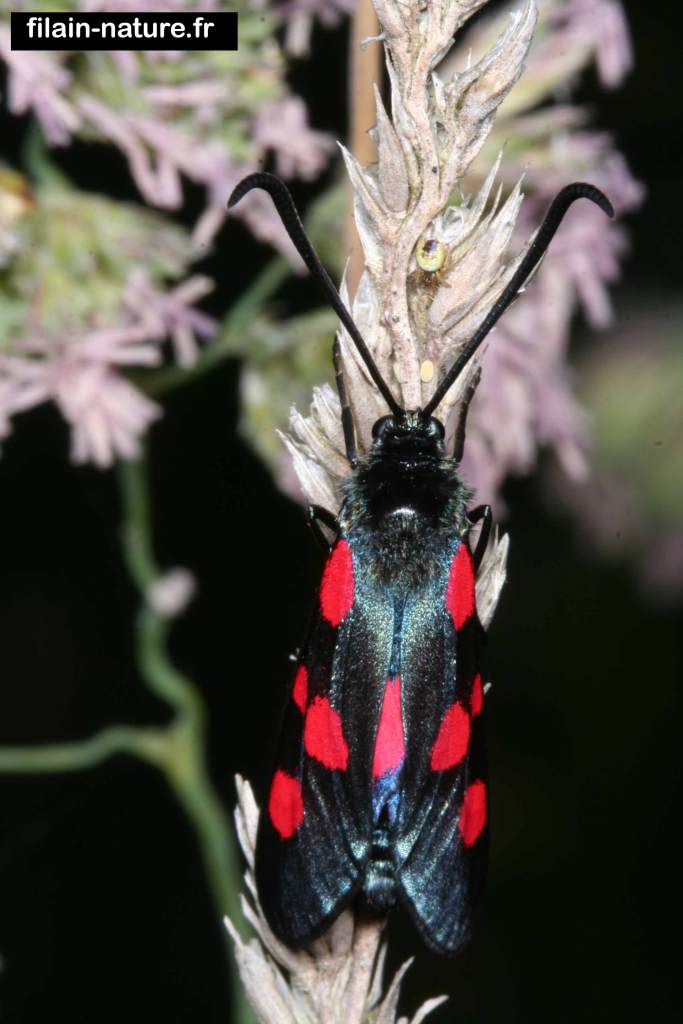 Zygaene trifolii - Zygène du trèfle - 3 Juin 2007 - 19 h 30 - Filain (Haute-Saône) - Photographie Jean-Noël Latroyes - www.filain-nature.fr