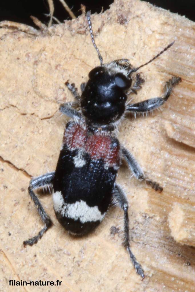 Pseudoclerops mutilarius Fabricius - Clairon sur bois (pile de bois)
 Filain (Haute-Saône) 11 mai 2022 
 Photographie Jean-Noël Latroyes - www.filain-nature.fr