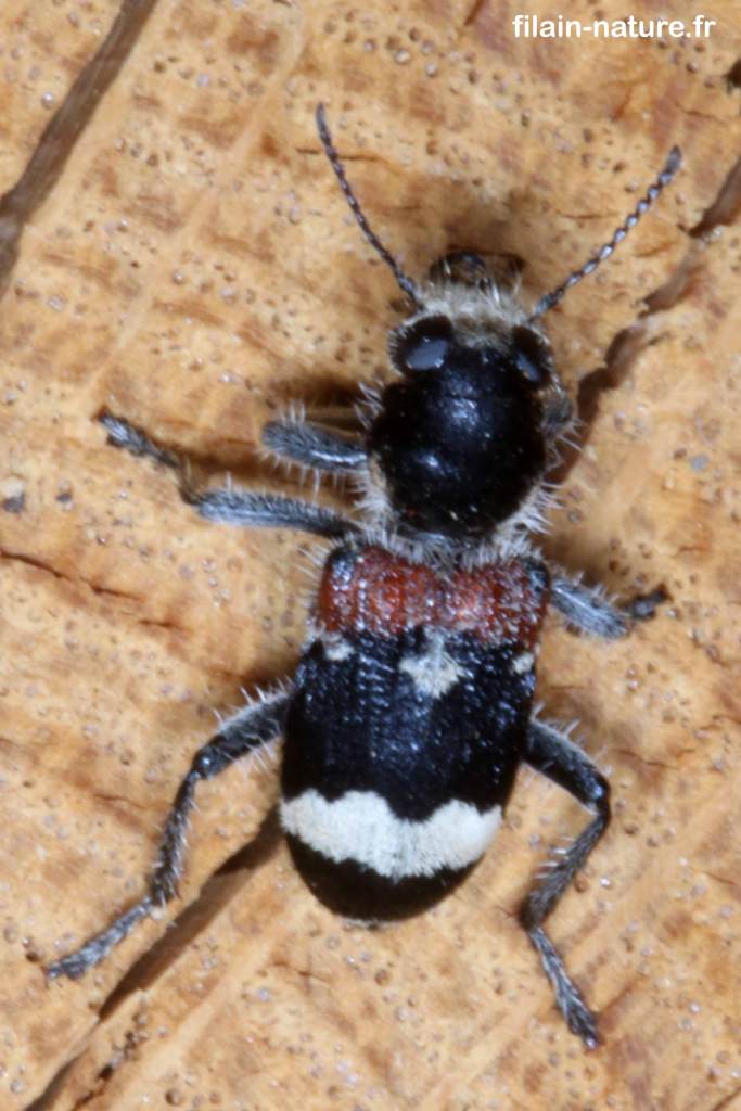 Pseudoclerops mutilarius Fabricius - Clairon sur bois (pile de bois)
 Filain (Haute-Saône) 11 mai 2022 
 Photographie Jean-Noël Latroyes - www.filain-nature.fr