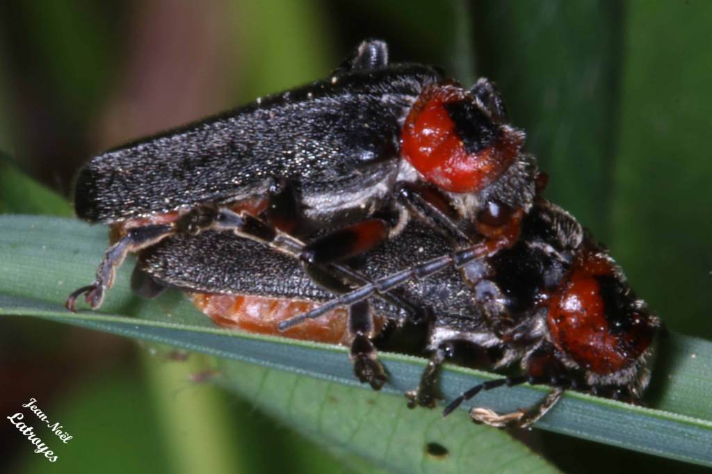 Accouplement de Cantharis rustica Fallen - Filain (Haute-Saône) - mai 2022 - Photographie Jean-Noël Latroyes - www.filain-nature.fr