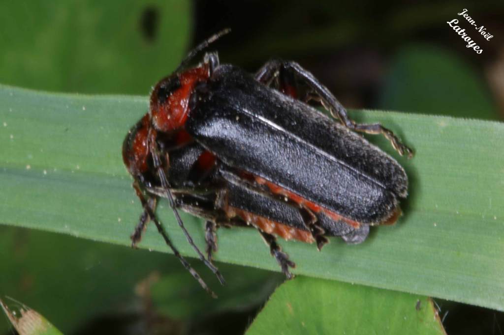 Accouplement de Cantharis rustica Fallen - Filain (Haute-Saône) - mai 2022 - Photographie Jean-Noël Latroyes - www.filain-nature.fr