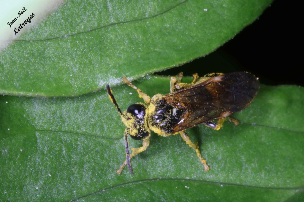 Symphyte enduite de pollen - vue dorsale - mai 2022 - Filain (Haute-Saône) - Photographie Jean-Noël Latroyes - www.filain-nature.fr