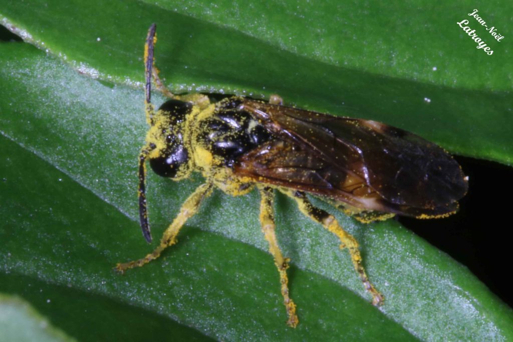 Symphyte enduite de pollen - vue latérale - mai 2022 - Filain (Haute-Saône) - Photographie Jean-Noël Latroyes - www.filain-nature.fr