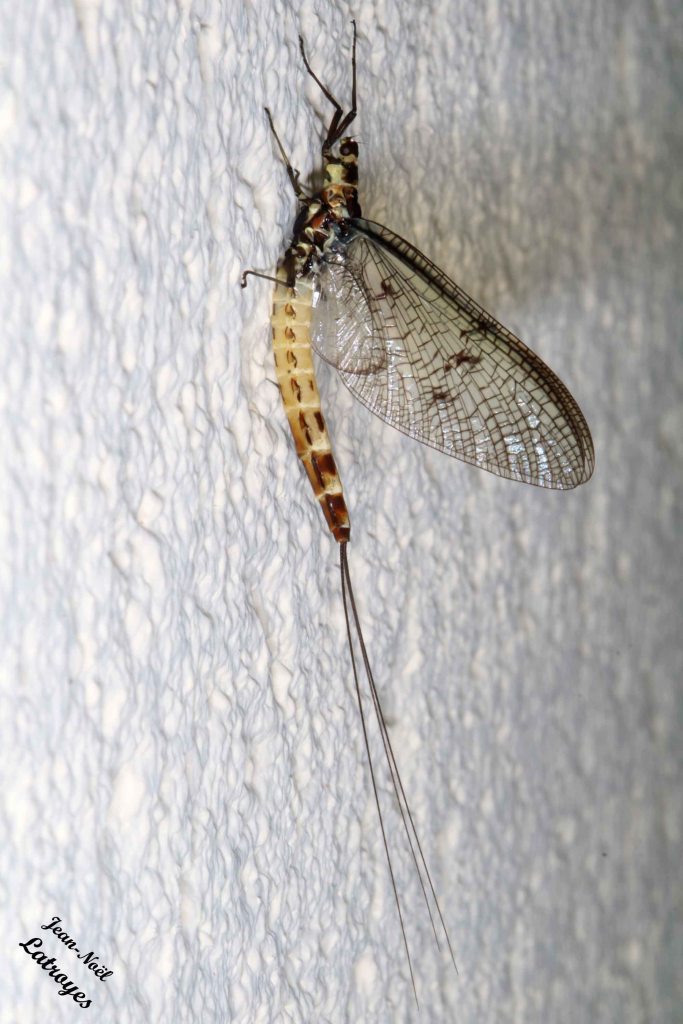 Ephemera danica Müller - Filain (Haute-Saône) - 15 mai 2022 - 
Photographie Jean-Noël Latroyes - www.filain-nature.fr