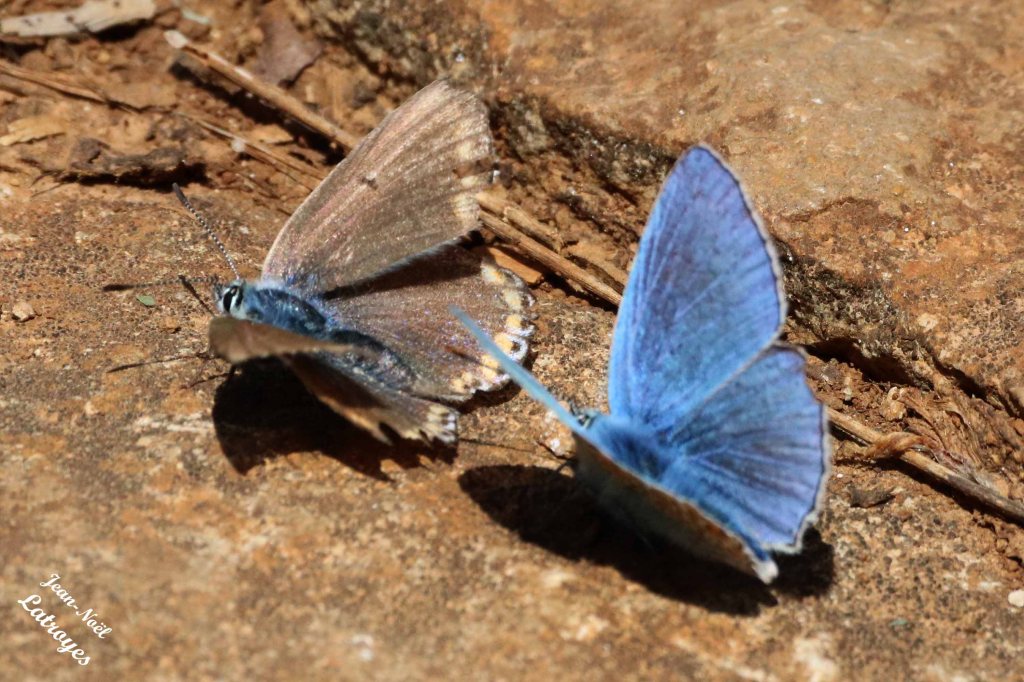Argus bleu - Polyommatus icarus Rottemburg -  Femelle et mâle (ailes dépliées) - Filain (Haute-Saône) - 30 mai 2022 -Photographie Jean-Noël Latroyes - www.filain-nature.fr