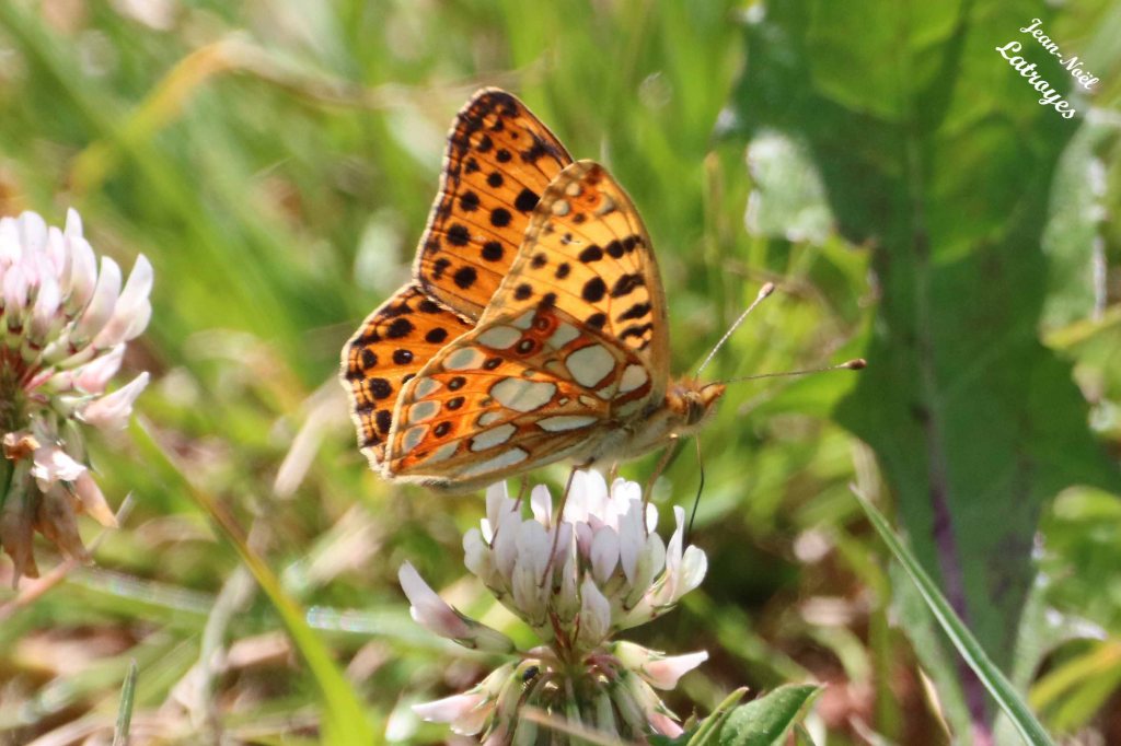 Nacré de la ronce - Brenthis daphne - sur fleur de trèfle -  Filain (Haute-Saône) - 29 mai 2022
 Photographie Jean-Noël Latroyes - www.filain-nature.fr