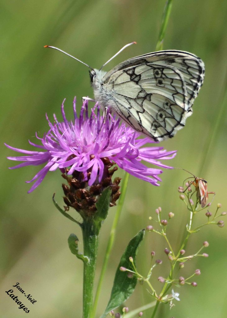 Le Demi-Deuil - Melanargia galathea Linné - sur centaurée - Filain (Haute-Saône) - 30 mai 2022 - Photographie Jean-Noël Latroyes - www.filain-nature.fr