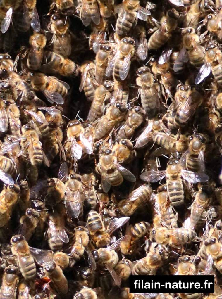 Abeilles. Filain (Haute-Saône) Photographie Jean-Noël Latroyes - www.filain-nature.fr