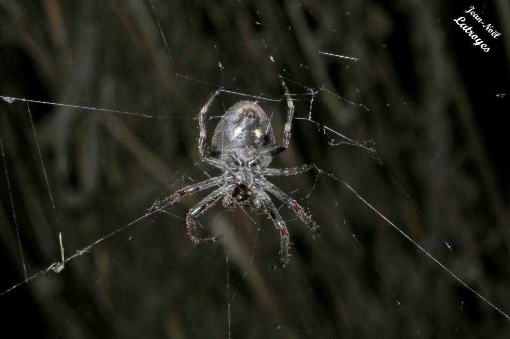 Araignée Agalenatea redii - Face ventrale -  Filain (Haute-Saône) - 29 avril 2022 Photographie Jean-Noël Latroyes www.filain-nature.fr
