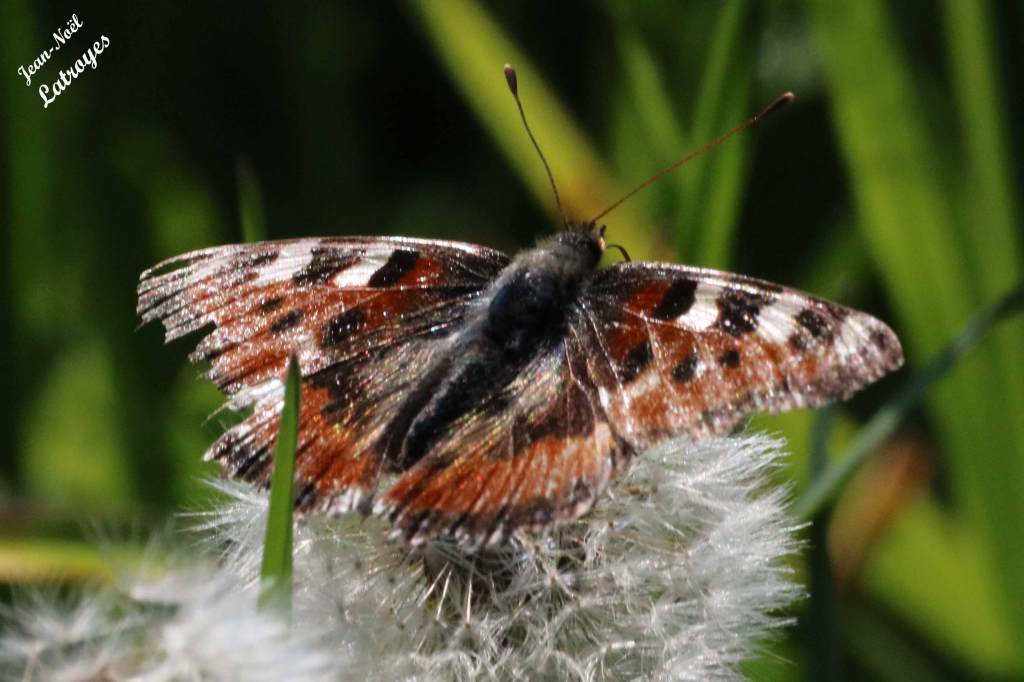La petite tortue sur Buddleia davidii  - Aglais urticae sur Taraxacum (Pissenlit)
- Filain (Haute-Saône) - 4 mai 2022 Photographie Jean-Noël Latroyes www.filain-nature.fr