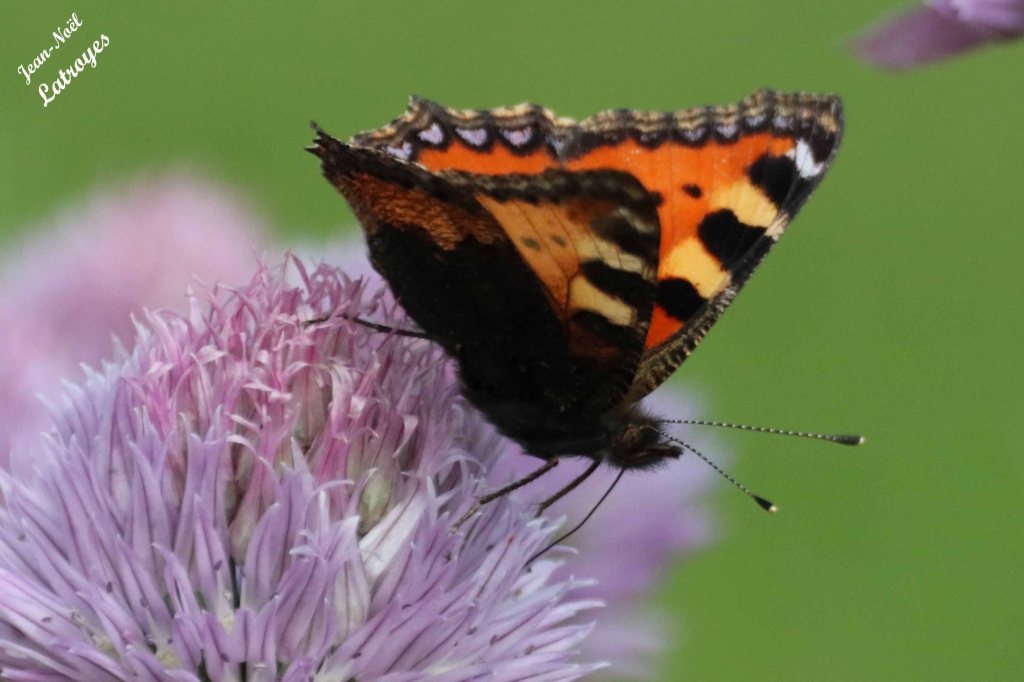La petite tortue sur une fleur de ciboulette - Aglais urticae - Filain (Haute-Saône) - 22 Juin 2022 -  Photographie Jean-Noël Latroyes - www.filain-nature.fr