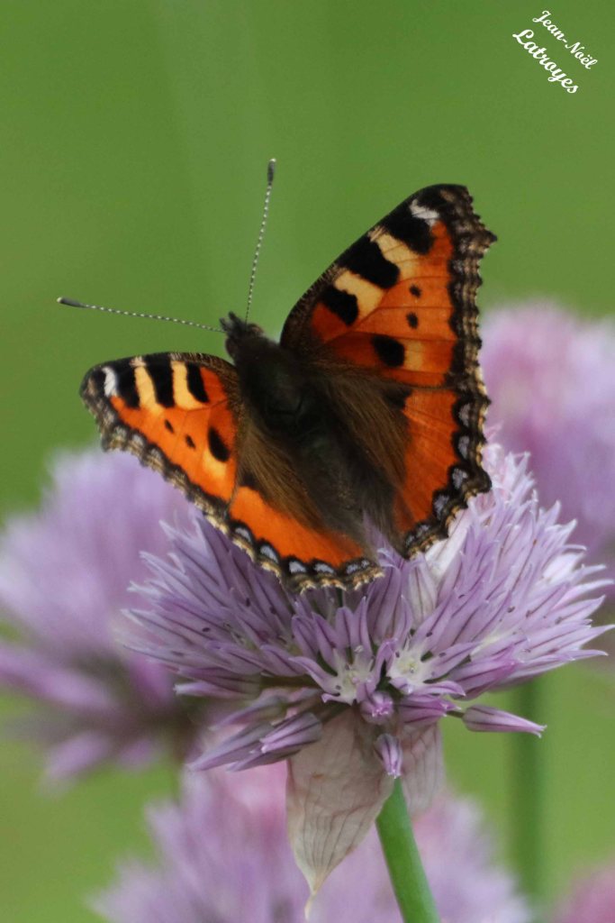 La petite tortue sur une fleur de ciboulette ailes dépliées  - Aglais urticae - Filain (Haute-Saône) - 22 Juin 2022 -  Photographie Jean-Noël Latroyes - www.filain-nature.fr