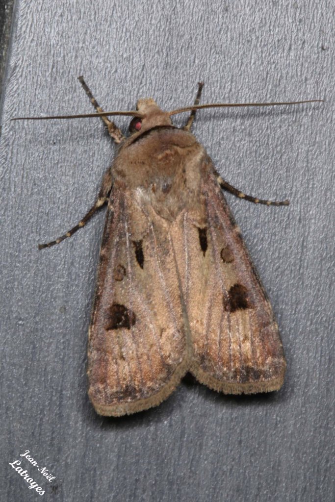 Papillon hétérocère Linné - Double-tache - Point d'exclamation - Agrotis exclamationis Linné - photographie Jean-Noël Latroyes
Soirée du mai 27 2022 vers 23h00
Filain - Haute-Saône - www.filain-nature.fr