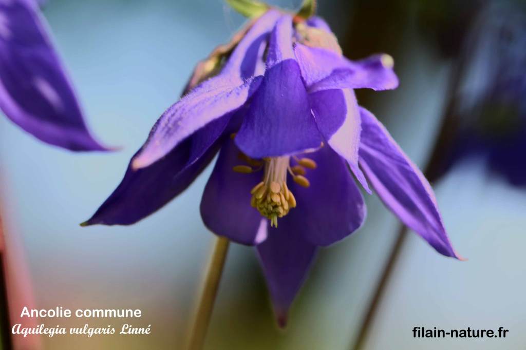 Fleur d'Ancolie commune - Aquilegia vulgaris Linné - Filain (Haute-Saône) 8 mai 2022 - Photographie Jean-Noël Latroyes www.filain-nature.fr