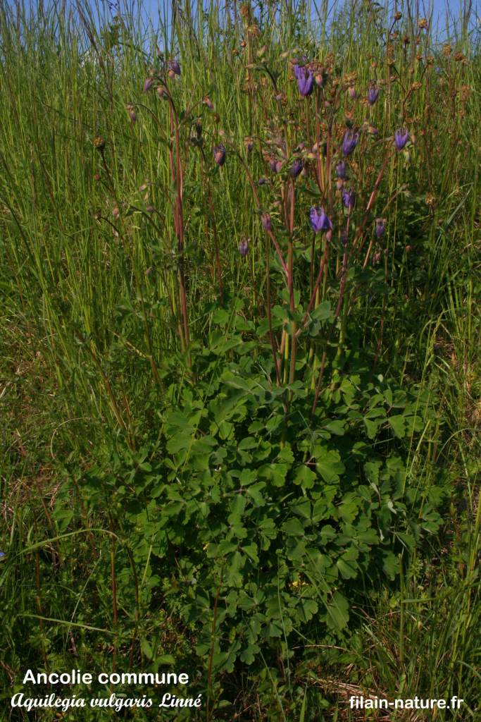 Feuillage d'Ancolie commune - Aquilegia vulgaris Linné - Filain (Haute-Saône) 30 avril 2022 Photographie Jean-Noël Latroyes www.filain-nature.fr