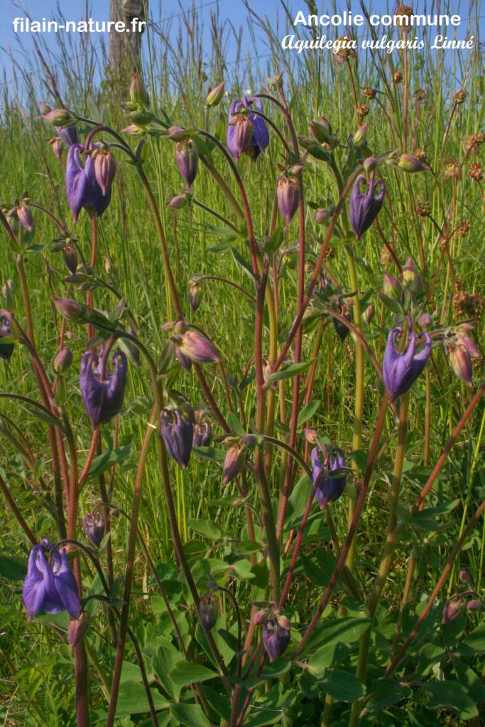 Ancolie commune en fleurs - Aquilegia vulgaris Linné - Filain (Haute-Saône) 30 avril 2022 Photographie Jean-Noël Latroyes www.filain-nature.fr
