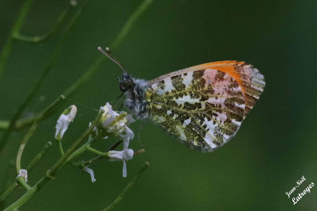 Aurore mâle sur cardamine - Anthocharis cardamines Linné mâle - Piste cyclable Fontenois-lès-Montbozon (Haute-Saône) 4 mai 2022
 Photographie Jean-Noël Latroyes www.filain-nature.fr