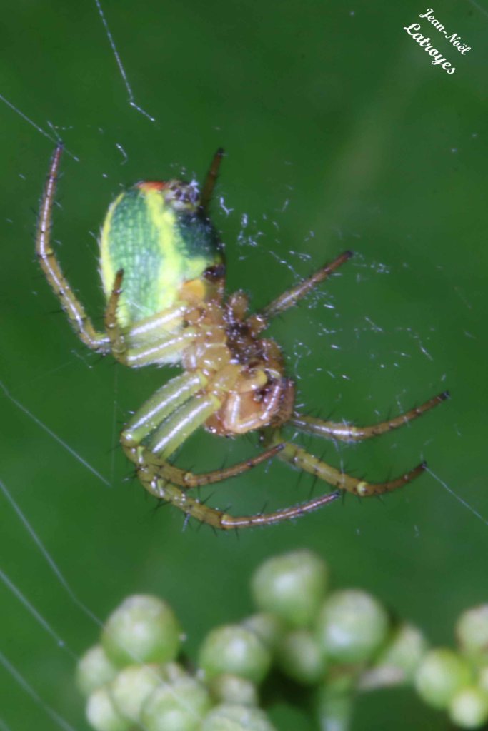Araignée concombre - Araniella cucurbitina Clerck en attente sur sa toile - 22 Mai 2022 Filain (Haute-Saône) - Photographie Jean-Noël Latroyes - www.filain-nature.fr