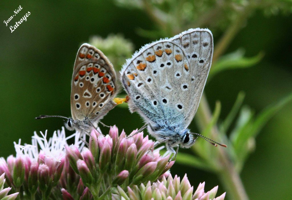 Argus bleu - Polyommatus icarus Rottemburg - Mâle ailes repliées (à droite) et Femelle ailes repliées (à gauche) - Filain (Haute-Saône) - 24 mai 2022 - Photographie Jean-Noël Latroyes - www.filain-nature.fr