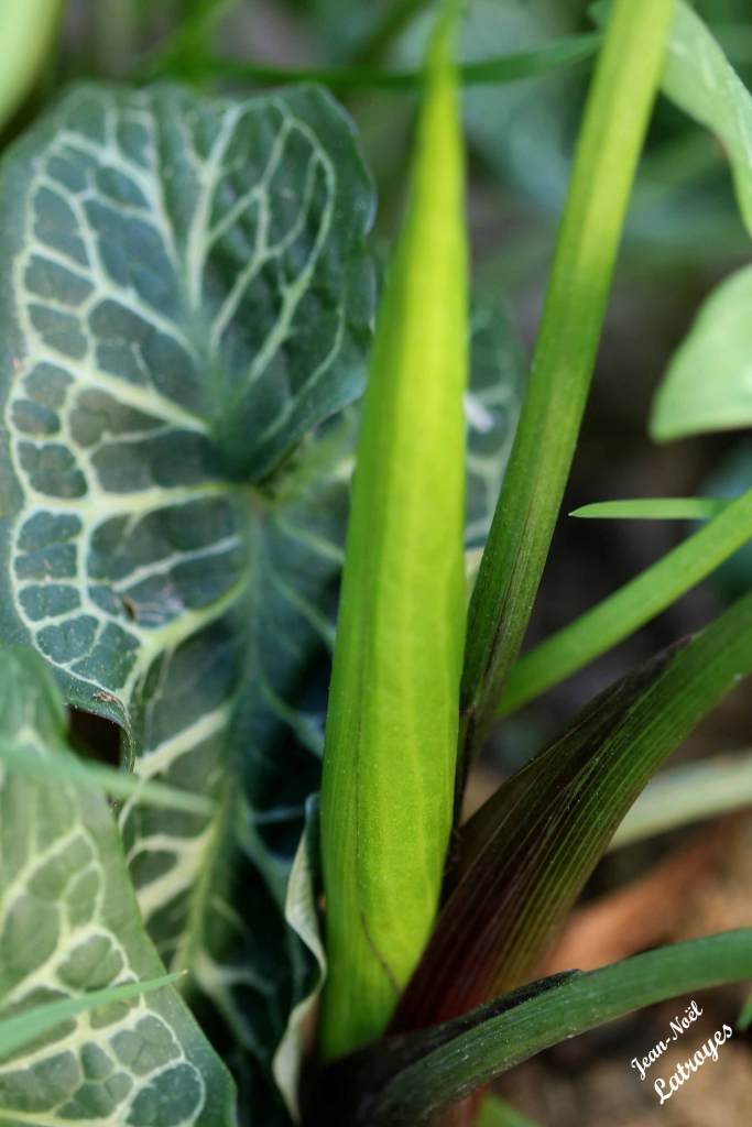 Arum d'Italie Arum italicum Miller Filain (Haute-Saône) Mai 2022 Photographie Jean-Noël Latroyes www.filain-nature.fr