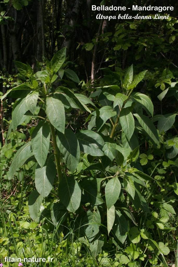 Belladone - Mandragore- Atropa bella-donna Linné Filain (Haute-Saône) - Photographie Jean-Noël Latroyes www.filain-nature.fr