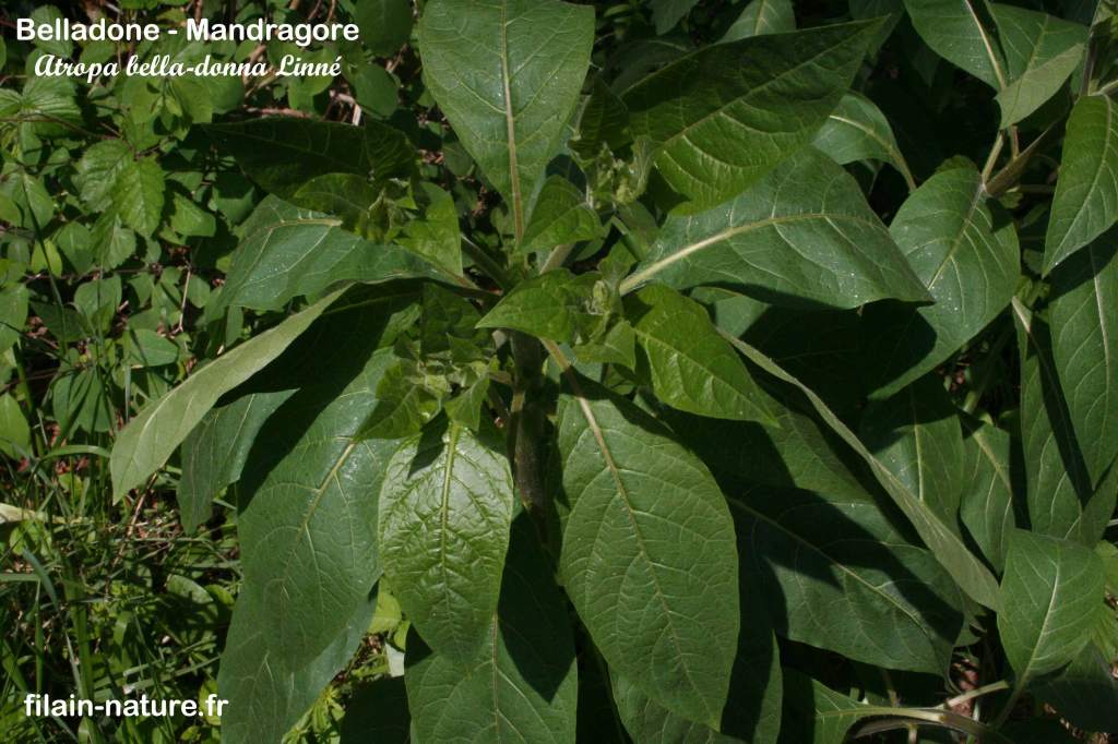 Feuillage de Belladone - Mandragore- Atropa bella-donna Linné Filain (Haute-Saône) - Photographie Jean-Noël Latroyes www.filain-nature.fr