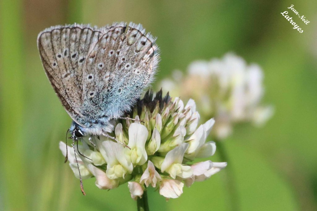 Azuré #01 sur luzerne- Filain (Haute-Saône) 22 mai 2022 - Photographie Jean-Noël Latroyes - www.filain-nature.fr