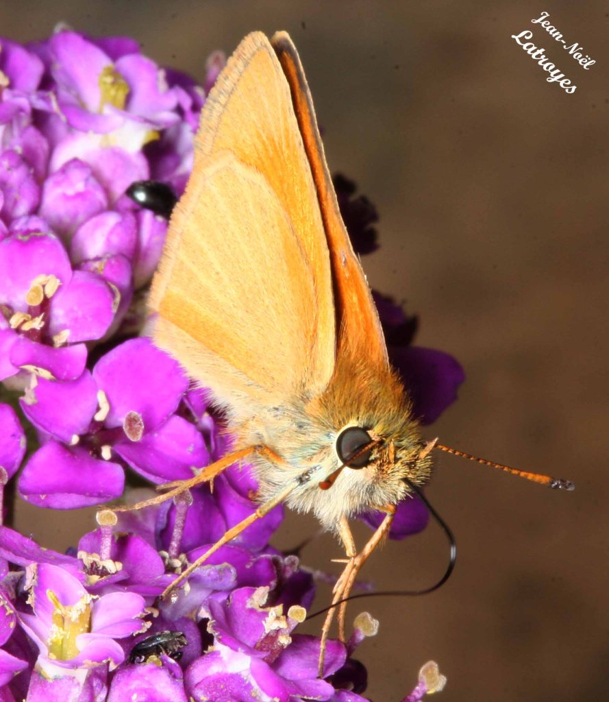 La Bande Noire - Thaumas - Thymelicus sylvestris - détail tête et appareil buccal - Filain (Haute-Saône) - Juin 2015 Photographie Jean-Noël Latroyes - www.filain-nature.fr