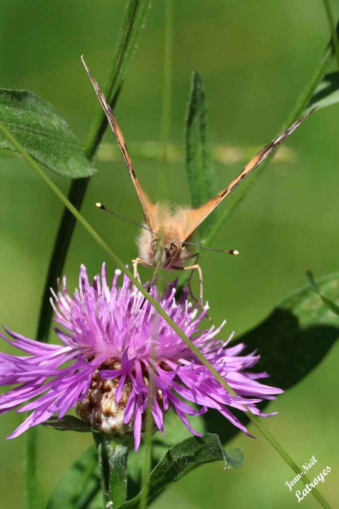 Belle-Dame - Cynthia cardui Linné - en train d'aspirer le nectar d'une centaurée - 24 mai 2022 - Filain (Haute-Saône) Photographie Jean-Noël Latroyes - www.filain-nature.fr